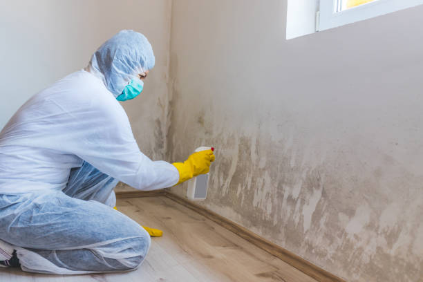 Best Mold Removal Process  in Pojoaque, NM