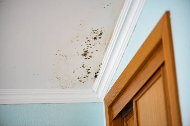 Best Toxic Mold Removal  in Pojoaque, NM