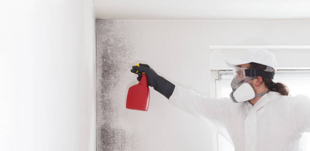 Home Mold Removal in Pojoaque, NM
