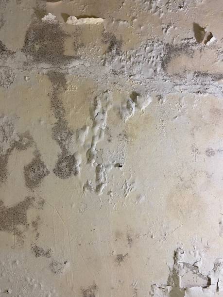 Best Certified Mold Removal  in Pojoaque, NM
