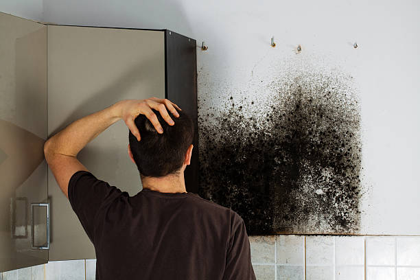 Best Mold Testing and Removal  in Pojoaque, NM