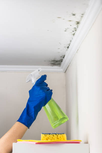 Certified Mold Removal in Pojoaque, NM